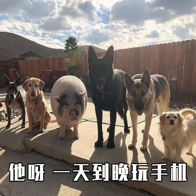 猪朋狗友打一个正确生肖的警惕虚假宣传-全面解答解释落实