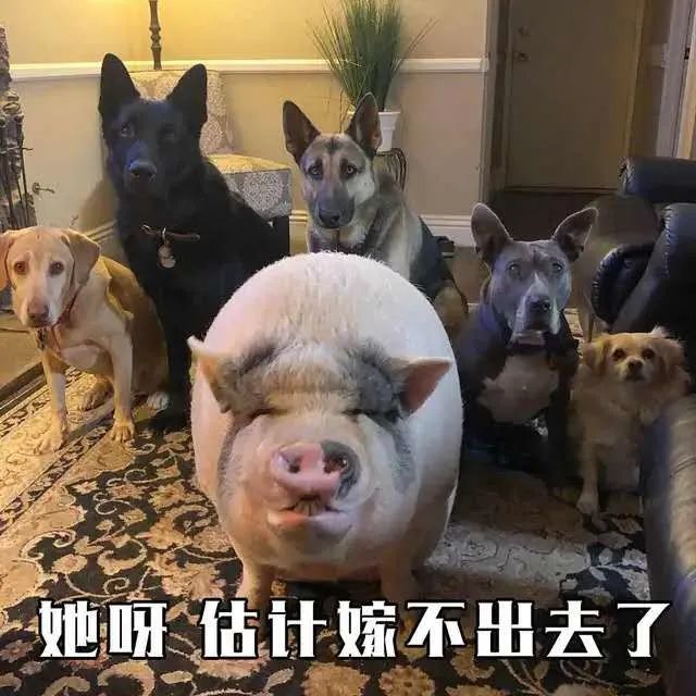 猪朋狗友打一个正确生肖的警惕虚假宣传-全面解答解释落实